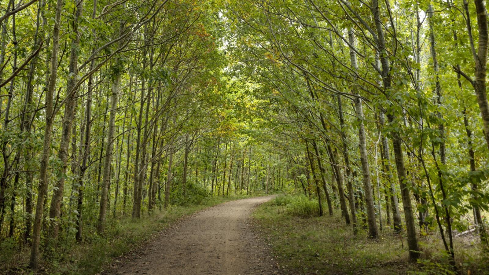 Skov